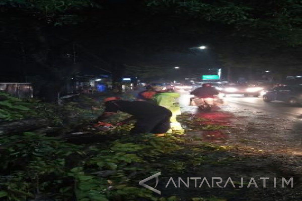 Sejumlah Pohon di Malang Bertumbangan Akibat Hujan-Angin