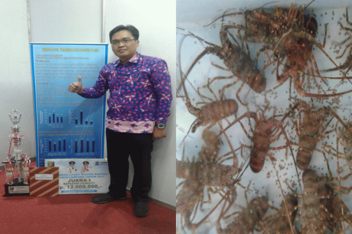Teliti Lobster, Calon Doktor Akuakultur IPB Juara Di Lomba Inovasi Daerah