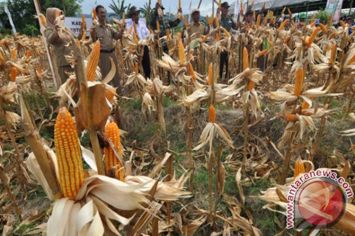 Tojo Una-Una ekspor jagung 3.900 ton