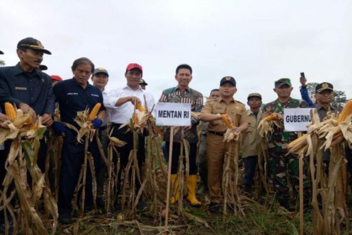 Pusat Dukung Barut Jadi Lumbung Jagung Kalteng