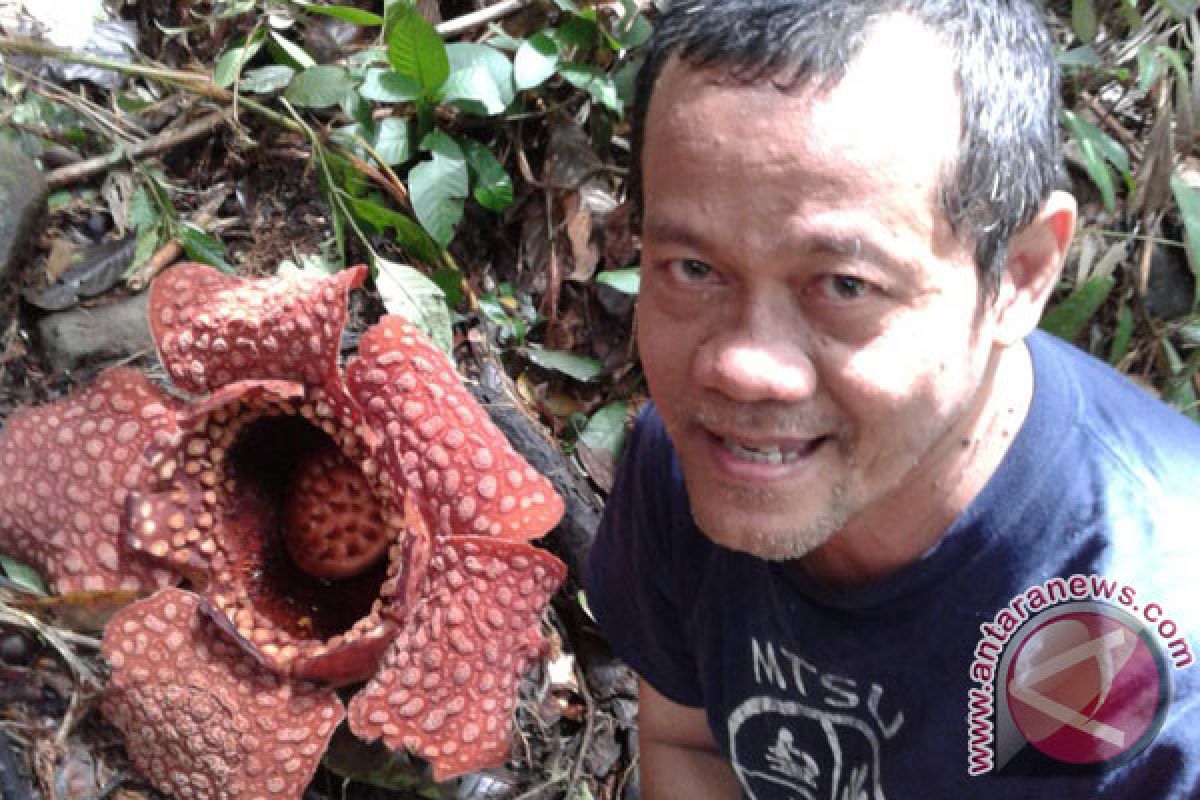 Tiga Rafflesia Agus Susatya