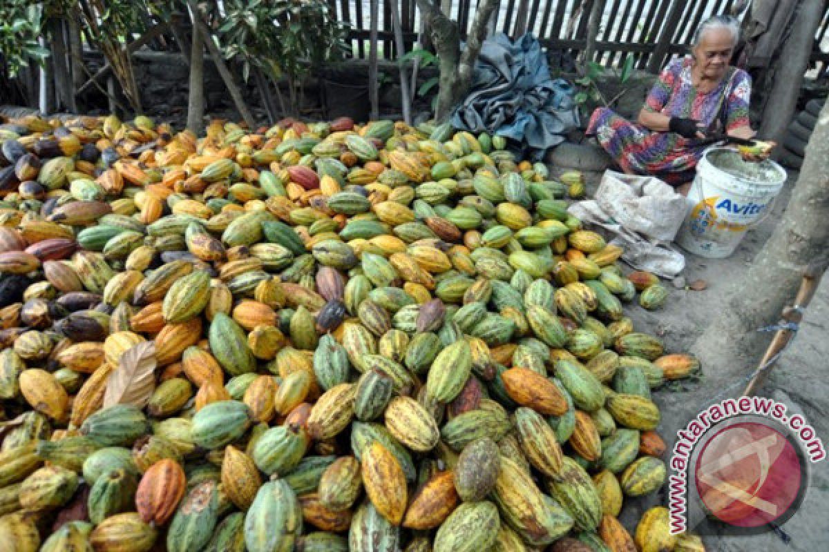 Parigi Moutong produksi kakao 69.704 ton