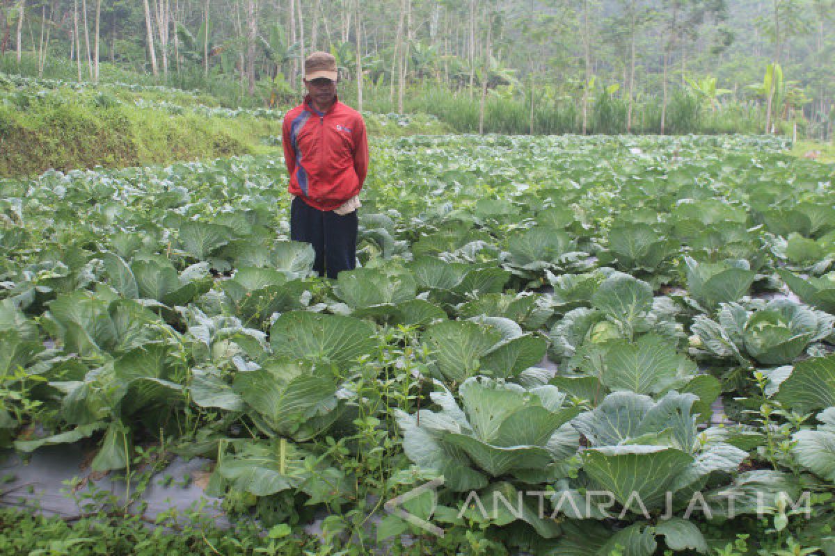 Harga Kubis di Tingkat Petani Probolinggo Anjlok