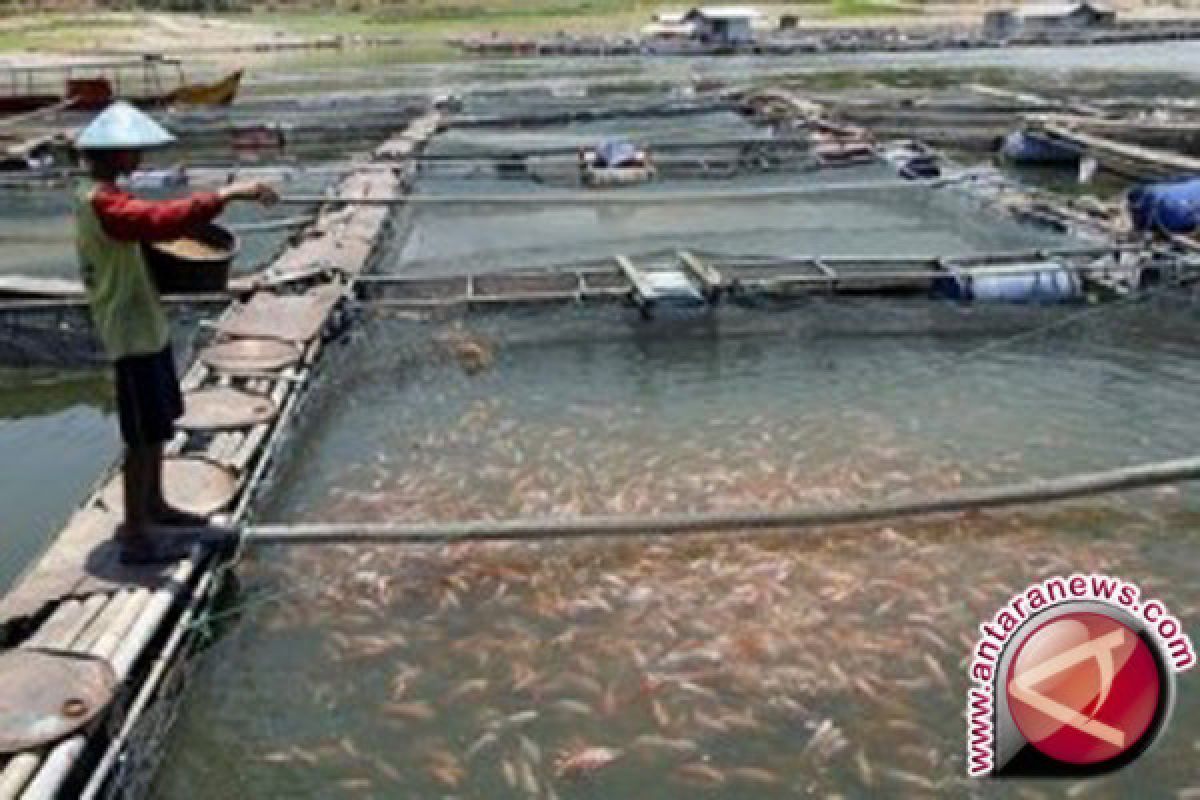 Pemkab Tapin Bangun Sentral Pengembangan Ikan Lokal 