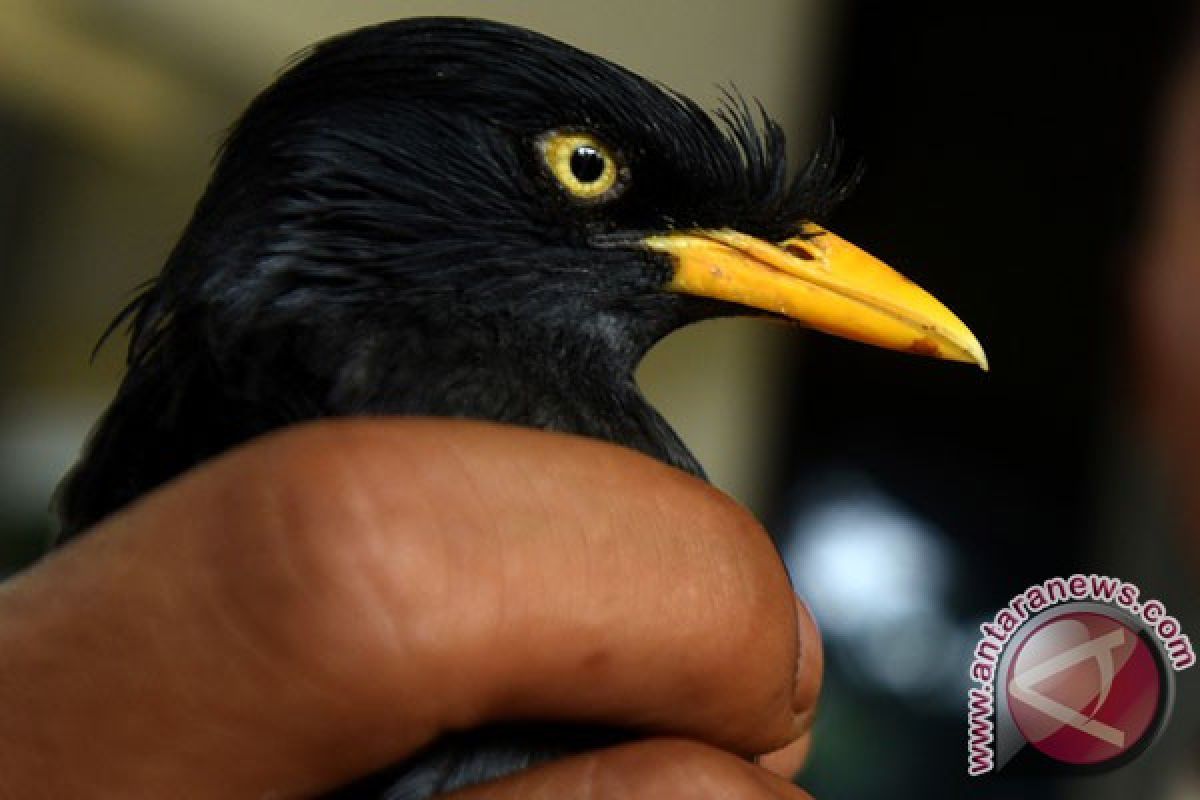 BKSDA Kaltim Gagalkan Pengiriman Ratusan Burung ke Sulawesi