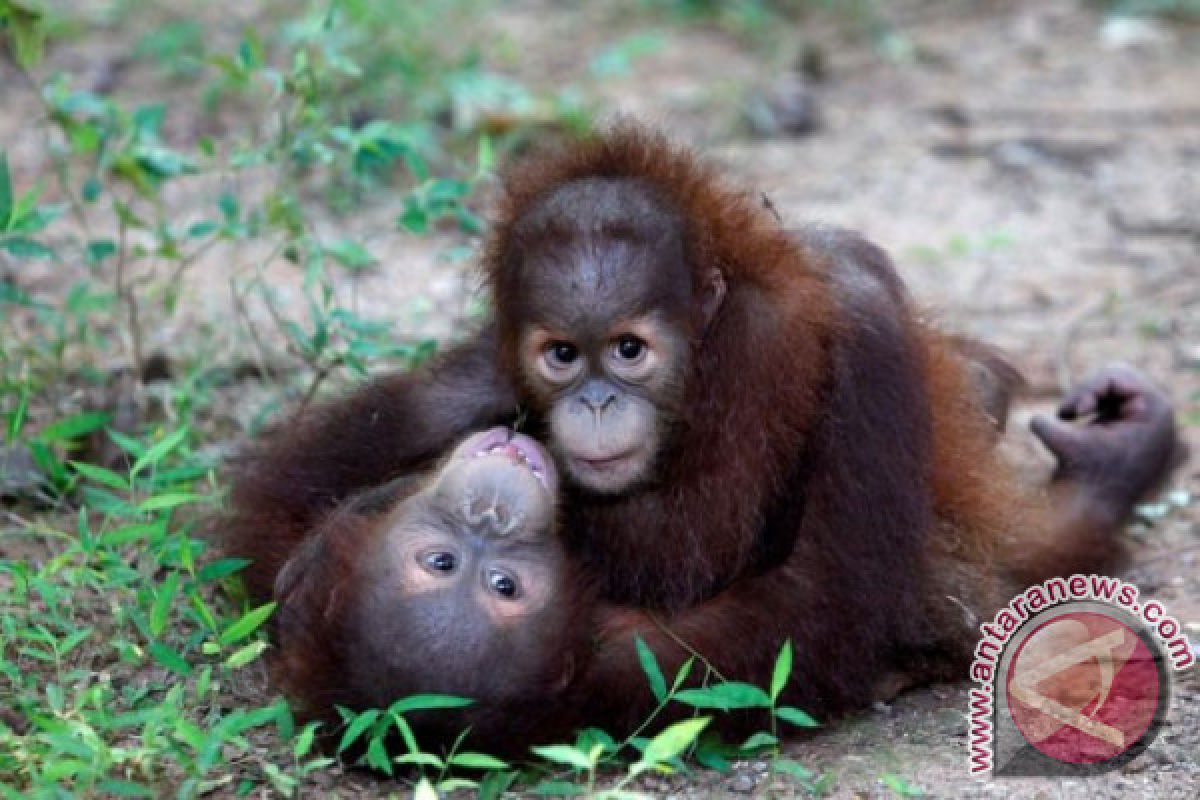 Orangutan di Konservasi Tapanuli Selatan terancam