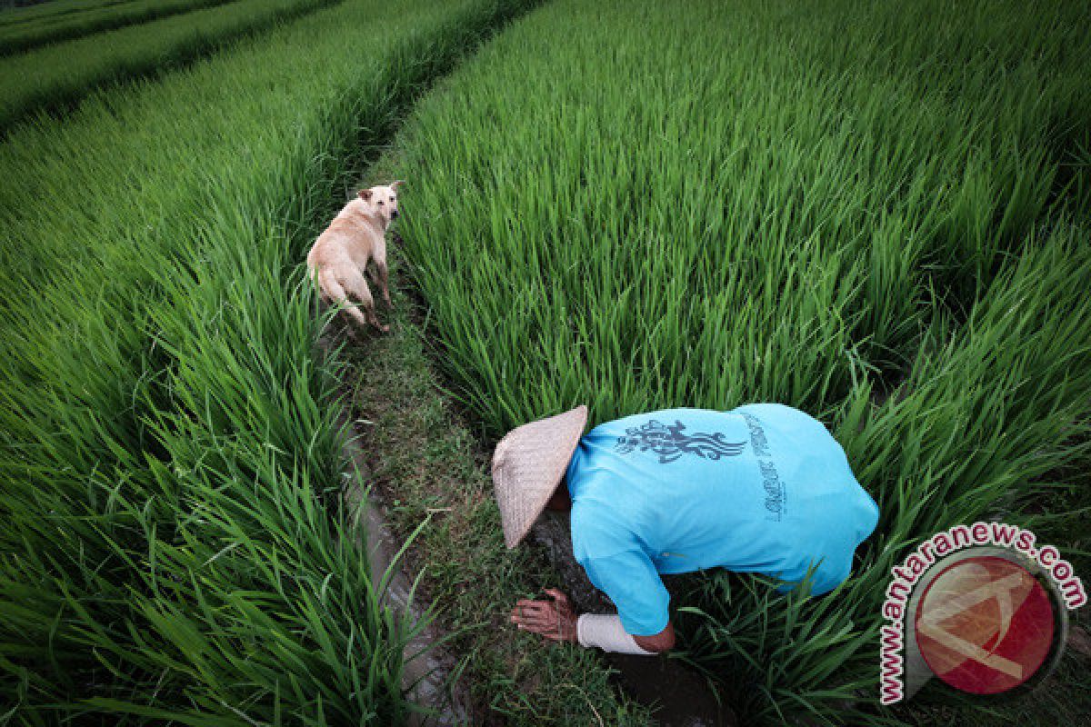 Komisi pastikan irigasi di Kalibawang mengalir Agustus