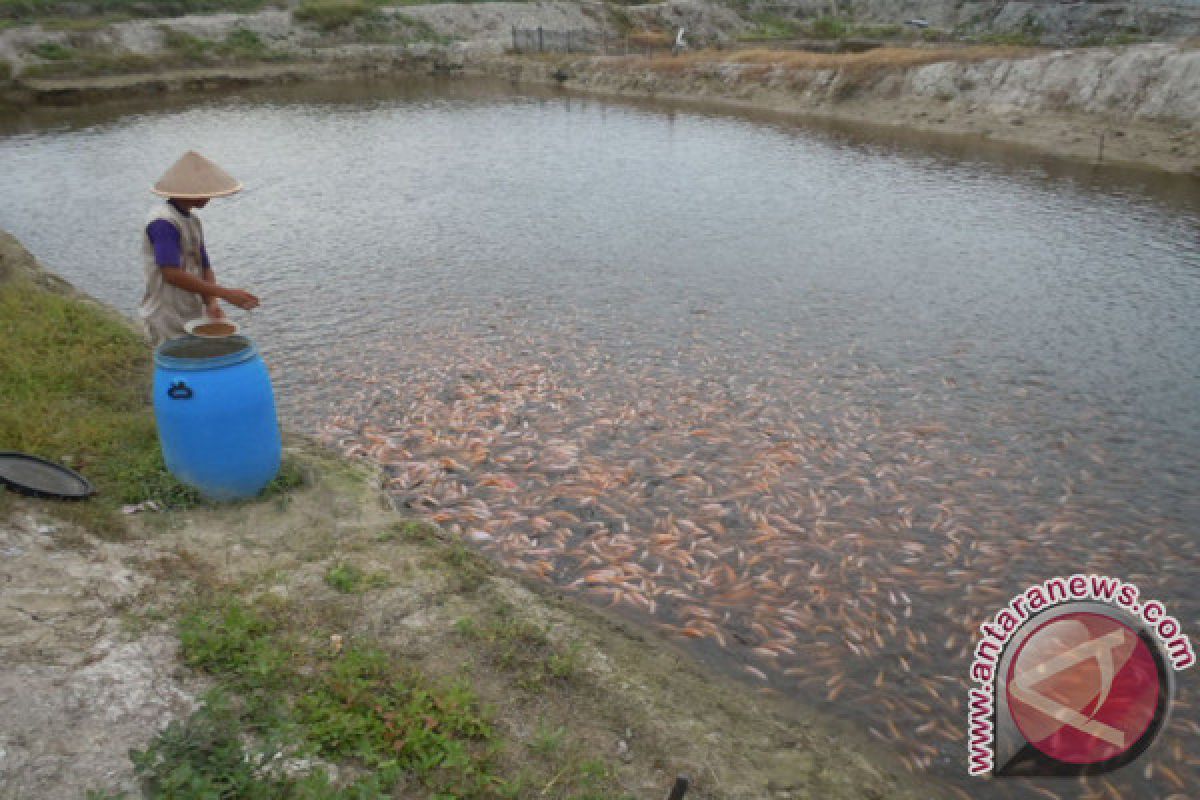 BBI Kembangkan Ikan Lokal Dengan Bioflok