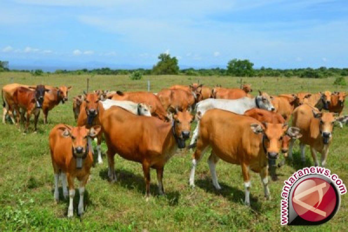 Populasi sapi Konawe Selatan 67.380 ekor