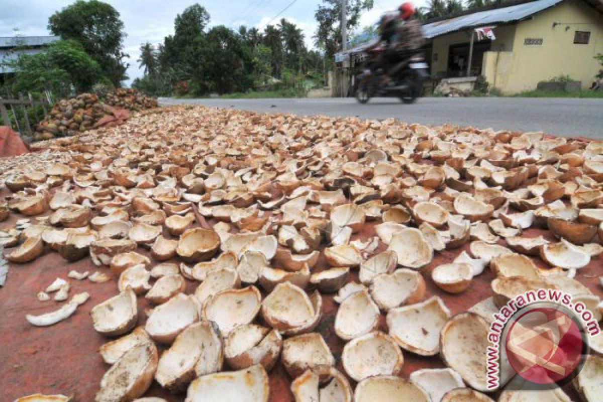 Harga kopra di Ambon terus bergerak turun