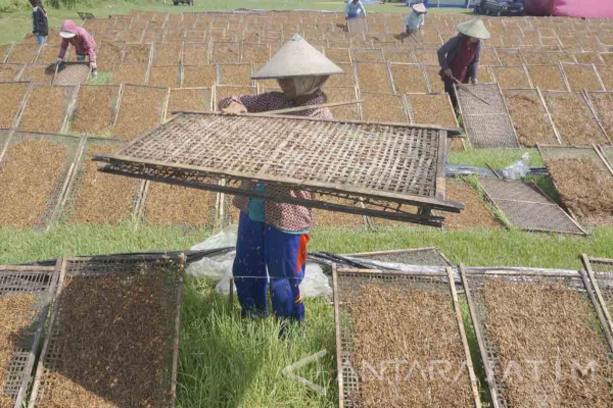 Pemkab Tulungagung Sosialisasi Tembakau Varietas Gagang Rejeb Sidi 