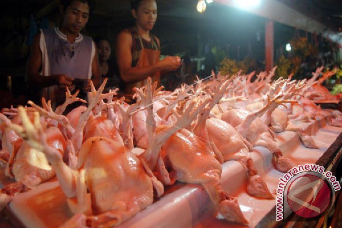 Harga daging ayam potong di Ternate bertahan