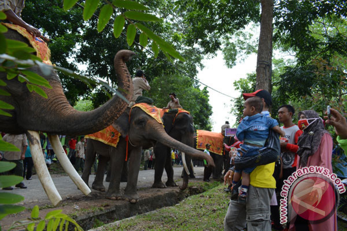 Objek Wisata Way Kambas ditutup karena corona, gajah-gajah dan pawangnya lebih rileks