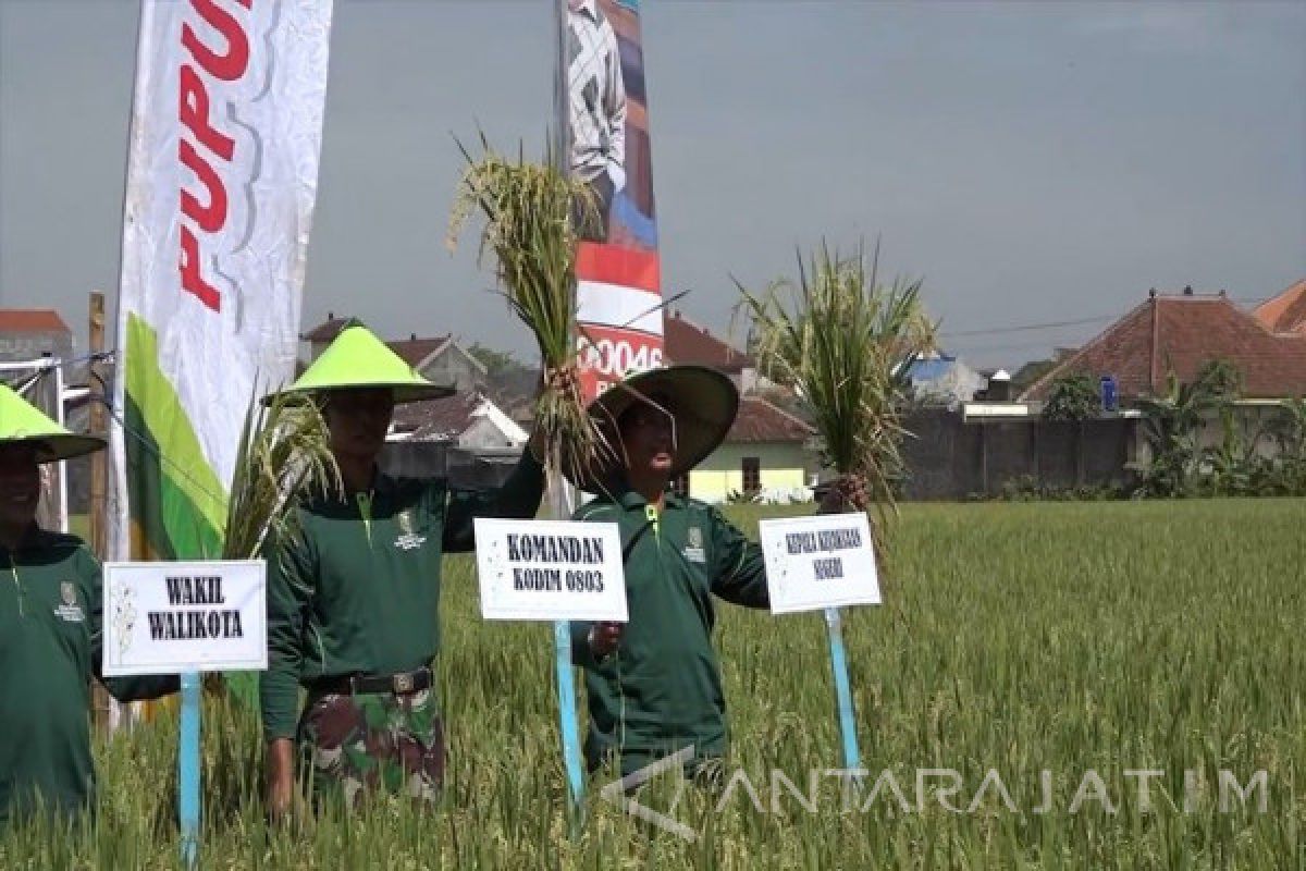 Wali Kota Madiun Panen Padi Teknologi 