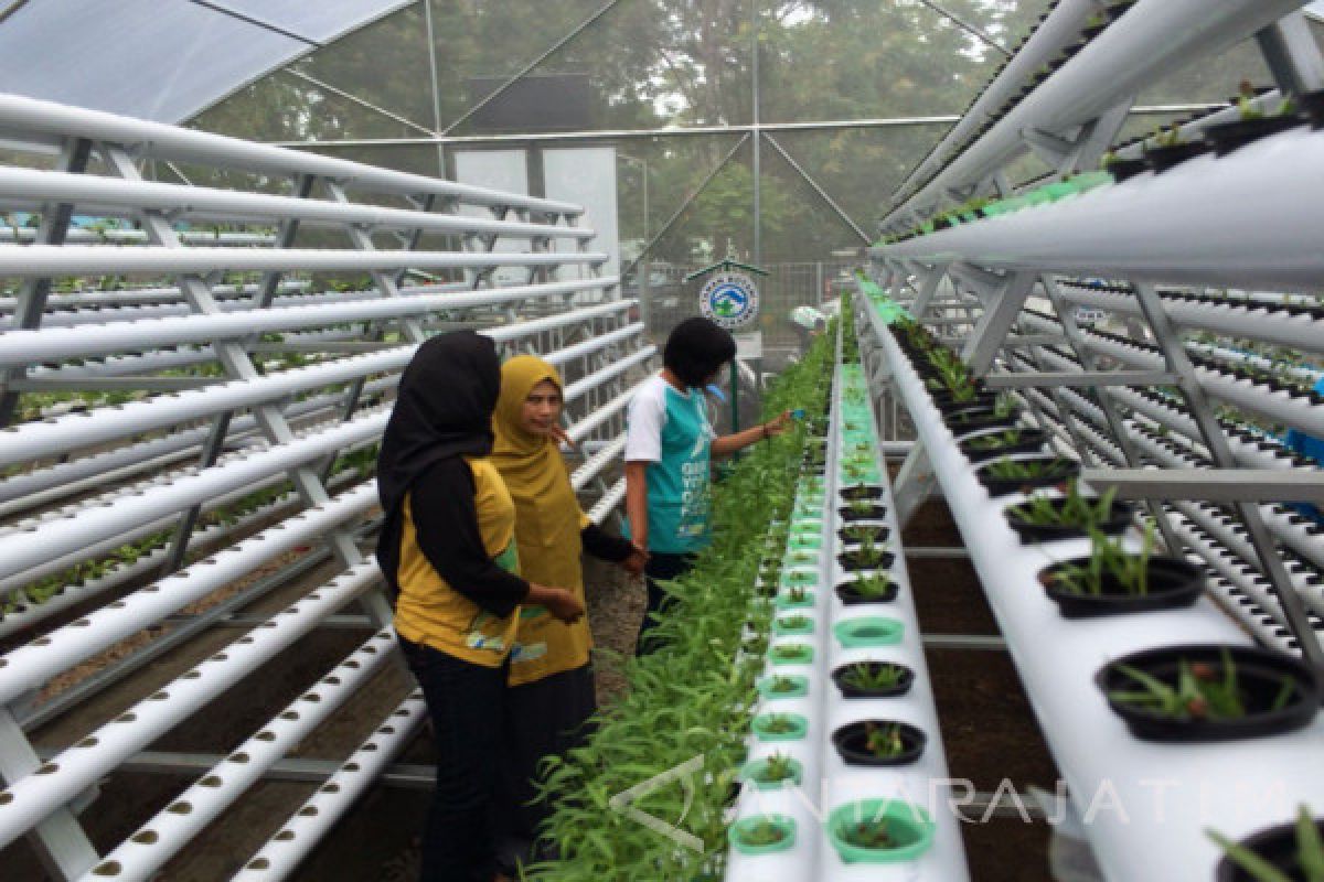 Kembangkan Agrowisata Baru dengan Kebun Hidroponik di Jember