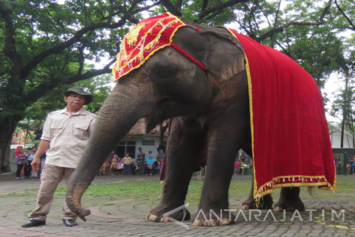 Kebun Binatang Surabaya Kenalkan Gajah Sumatera Berhati Lembut