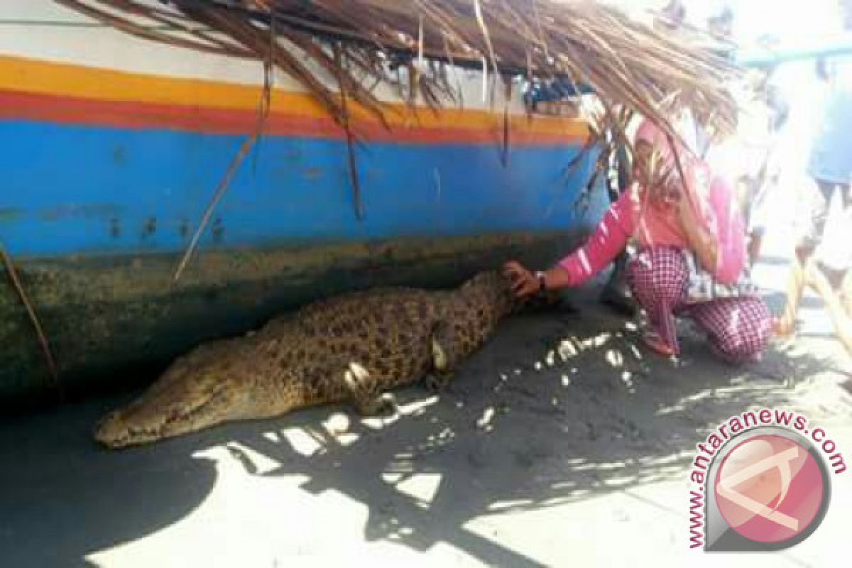 Nelayan Tondowolio Tangkap Buaya 