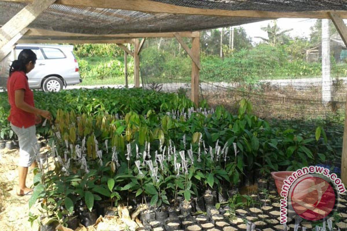 10.000 Petani Di Sulawesi Miliki Sertifikasi Kakao 