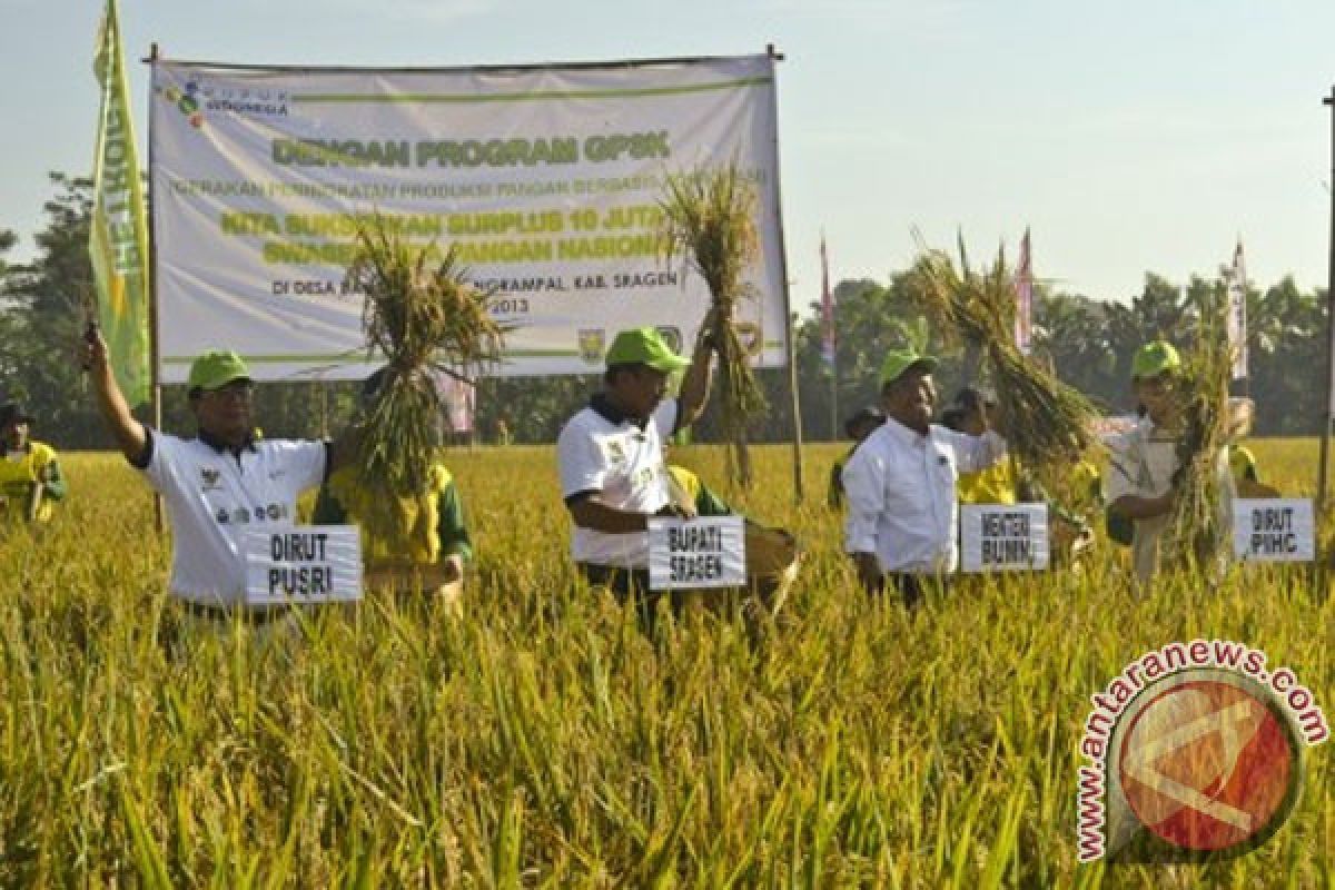 Produksi Beras Di Lebak Capai  261.797 Ton