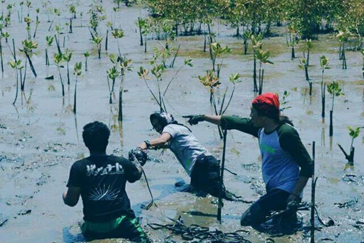 Polsek Sendana tanam mangrove cegah abrasi