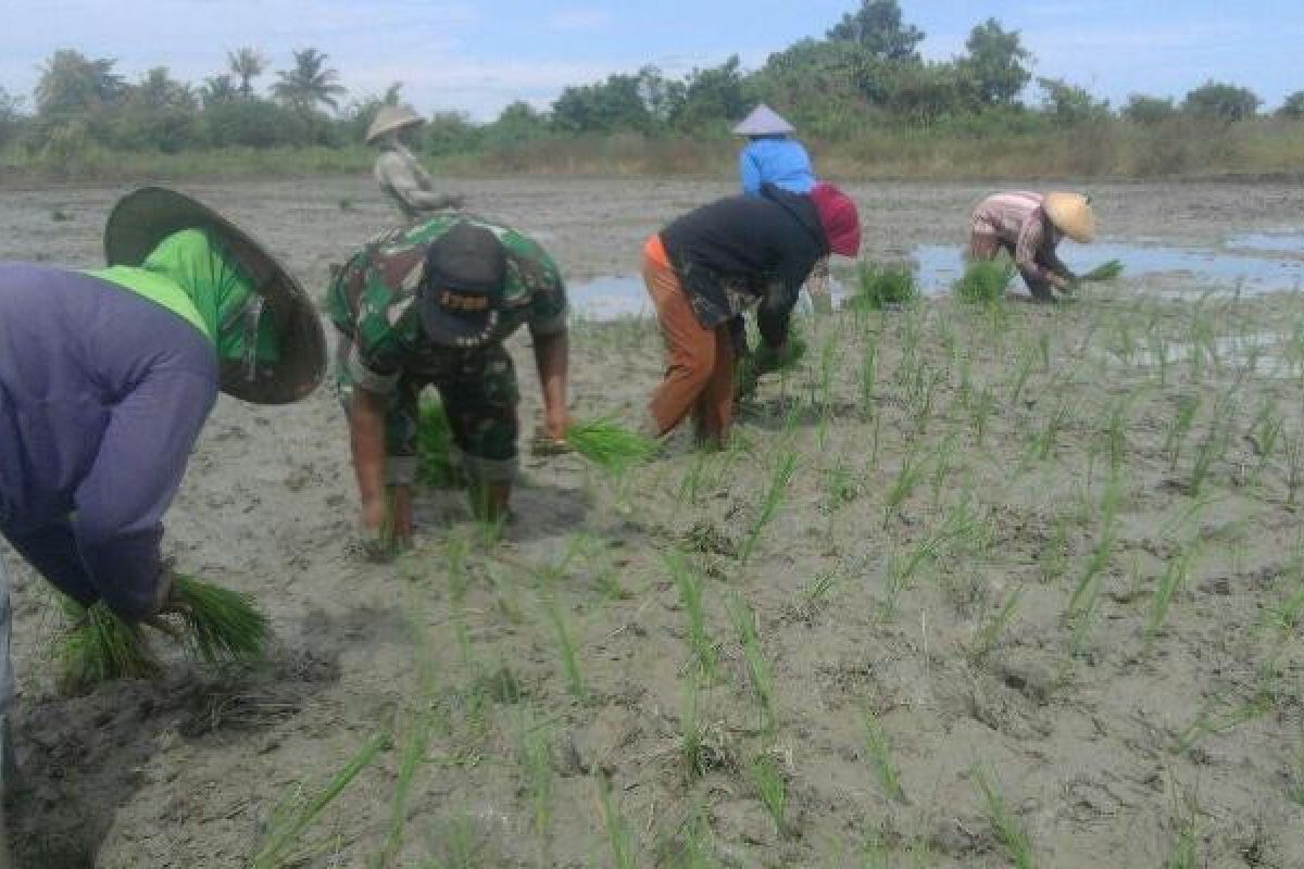 Babinsa Nabire dampingi petani Wadio tanam padi 