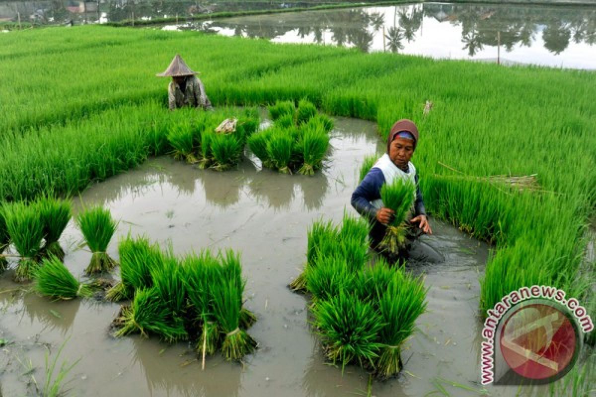 Government needs to improve data on rice production