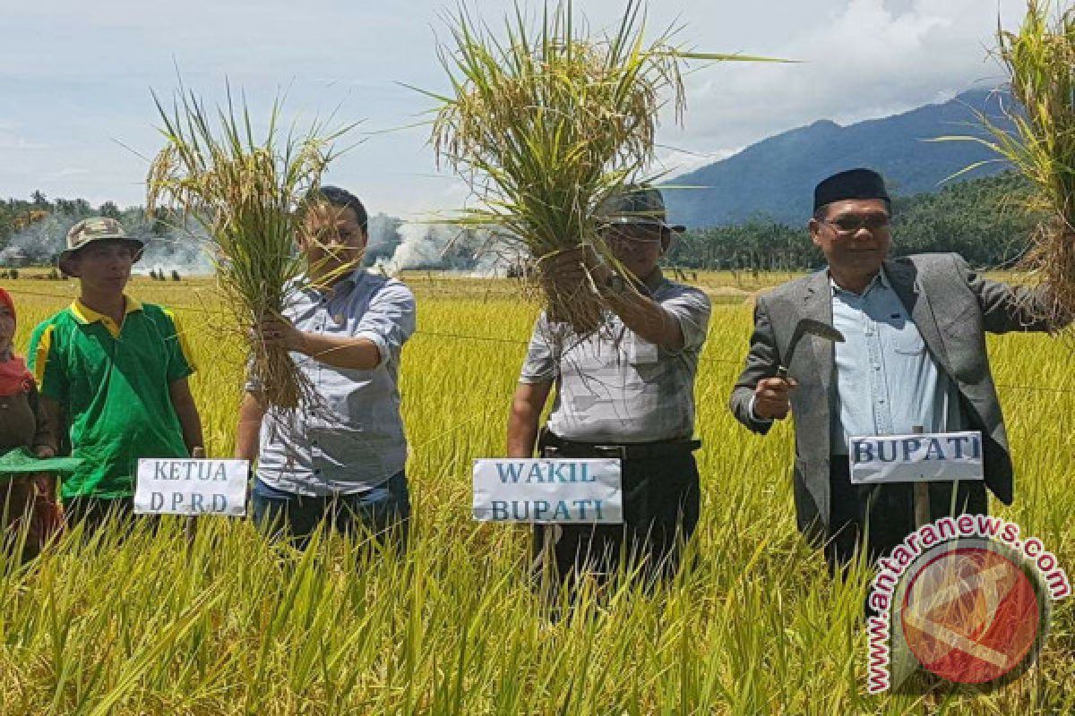 Bupati Kolaka Panen Padi di Iwoimendaa 