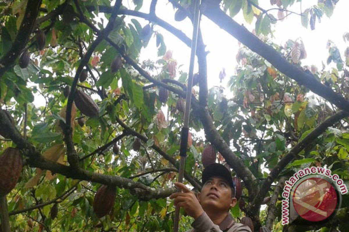 Petani Mancanegara Belajar Kakao Di Mars Indonesia