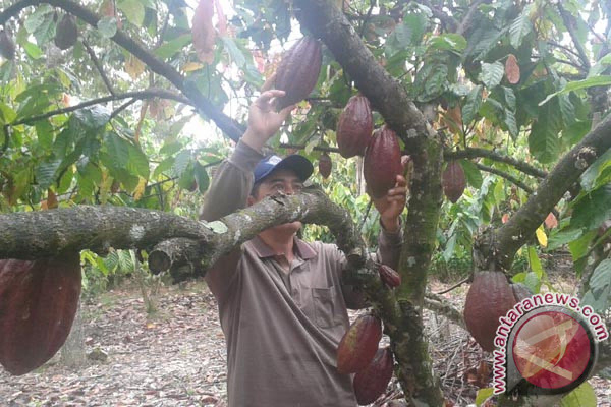 "Cocoa Akademy" Mencetak 1.500 Petani Milenial 