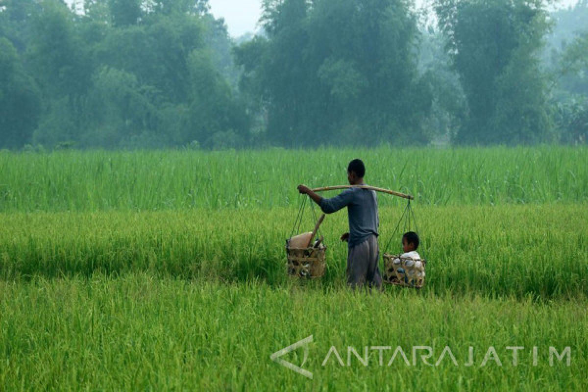 Petani Bangkalan Diminta Optimal Menanam Padi