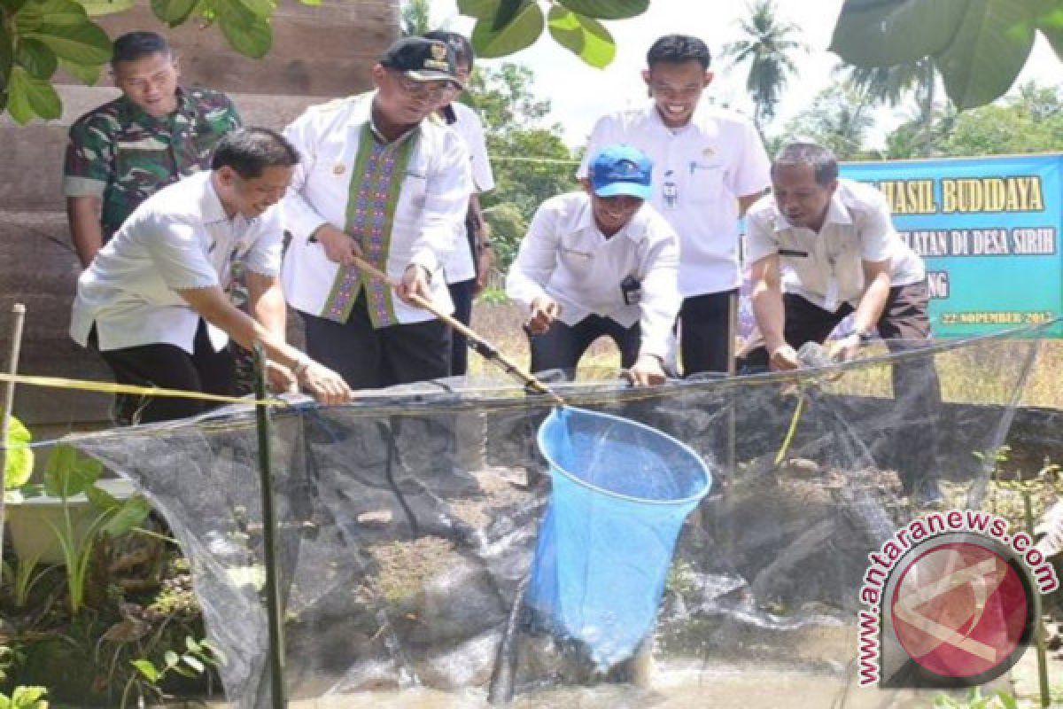 Bupati HSS Panen Ikan Papuyu