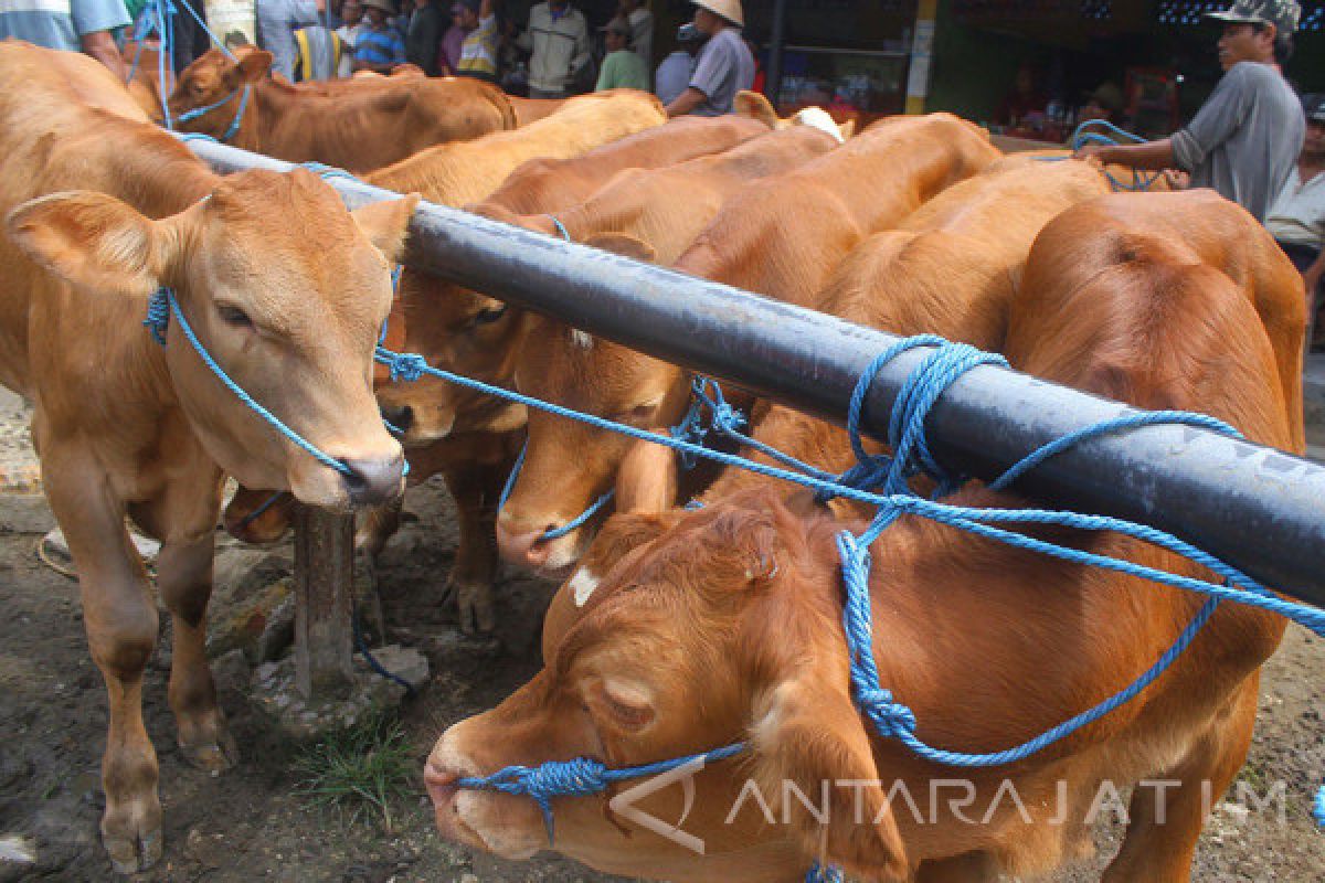 Wujudkan Swasembada Daging, Jatim Inseminasi 1,5 Juta Sapi Betina 