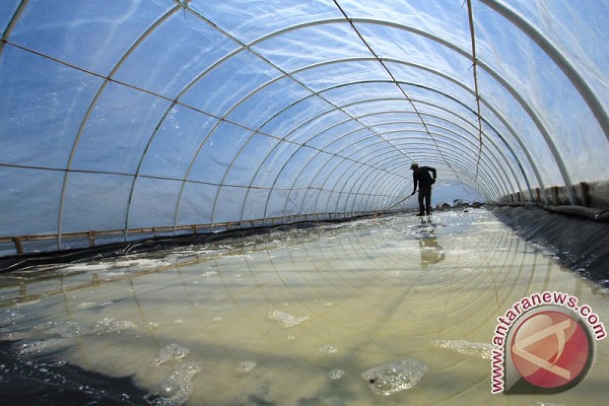 Sampang kembangkan lahan garam terintegratif