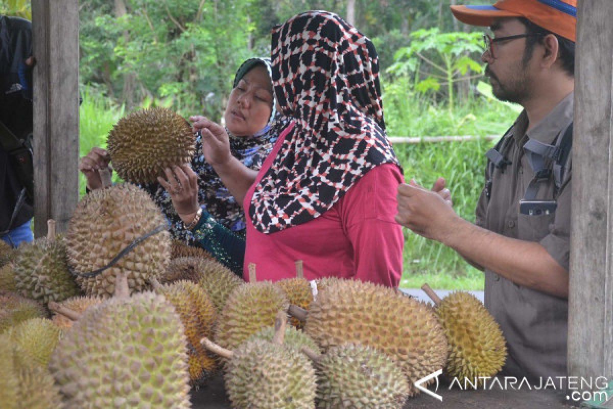 Dusun Gajian Kampung Wisata Durian belum Dikenal Masyarakat