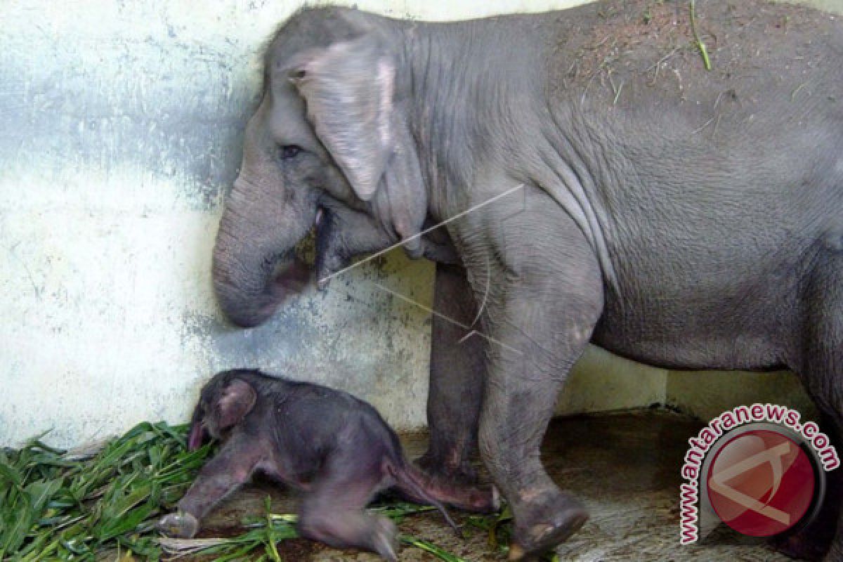 Gajah Sumatera Tesso Nilo Melahirkan