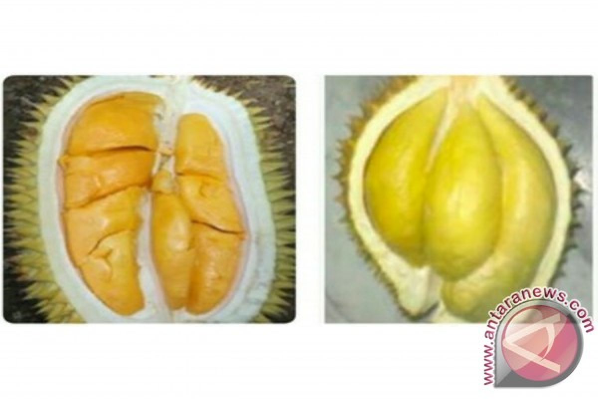 Pengelolaan SDG durian lokal sebagai benteng pelestarian
