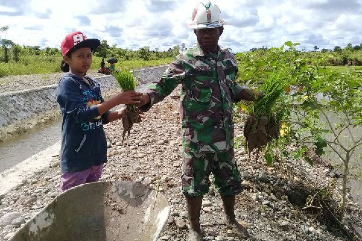 Babinsa dampingi warga Timika tanam padi 