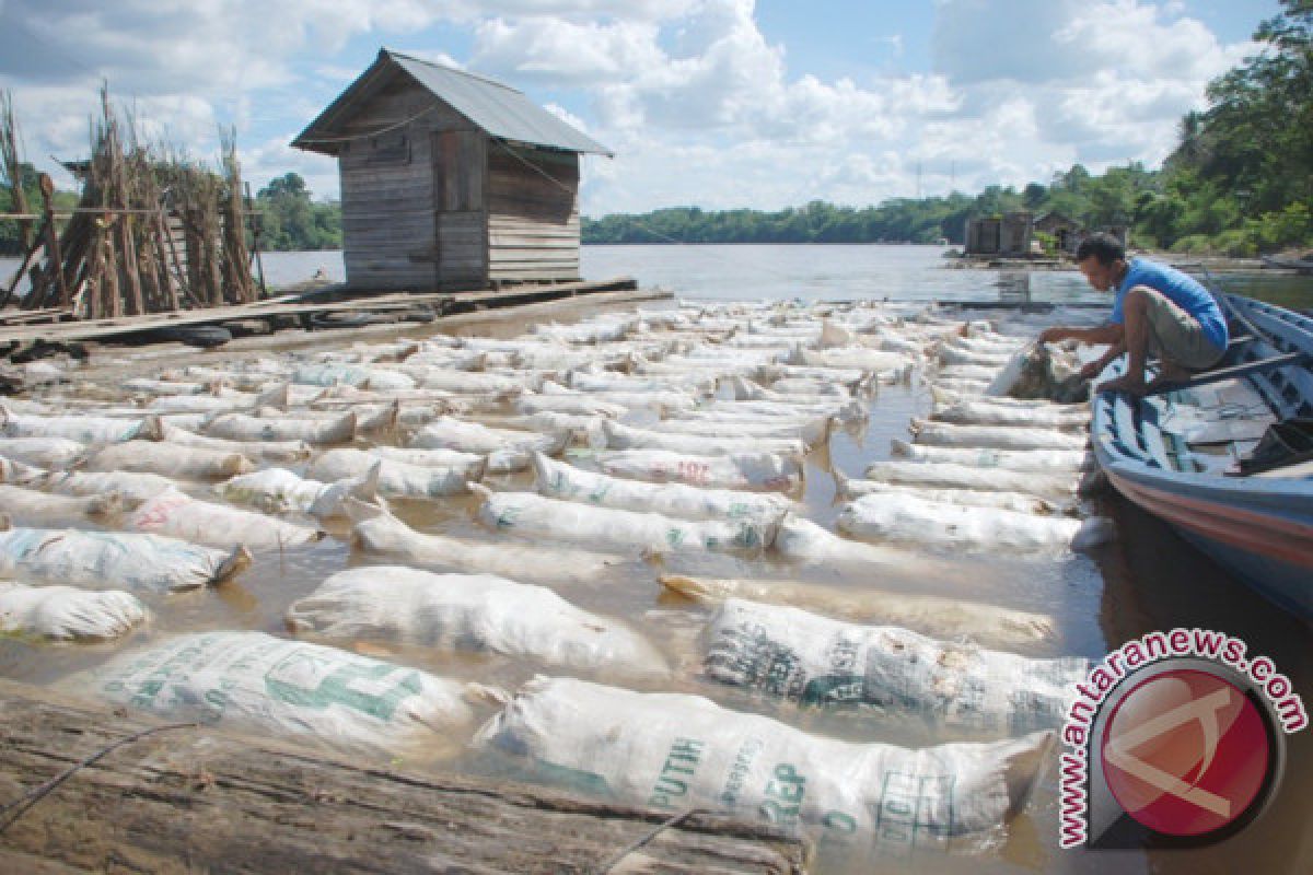 Harga karet di Barito Utara bervariasi