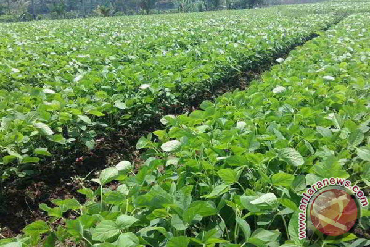 Petani tolak tanam kedele di Aceh Jaya