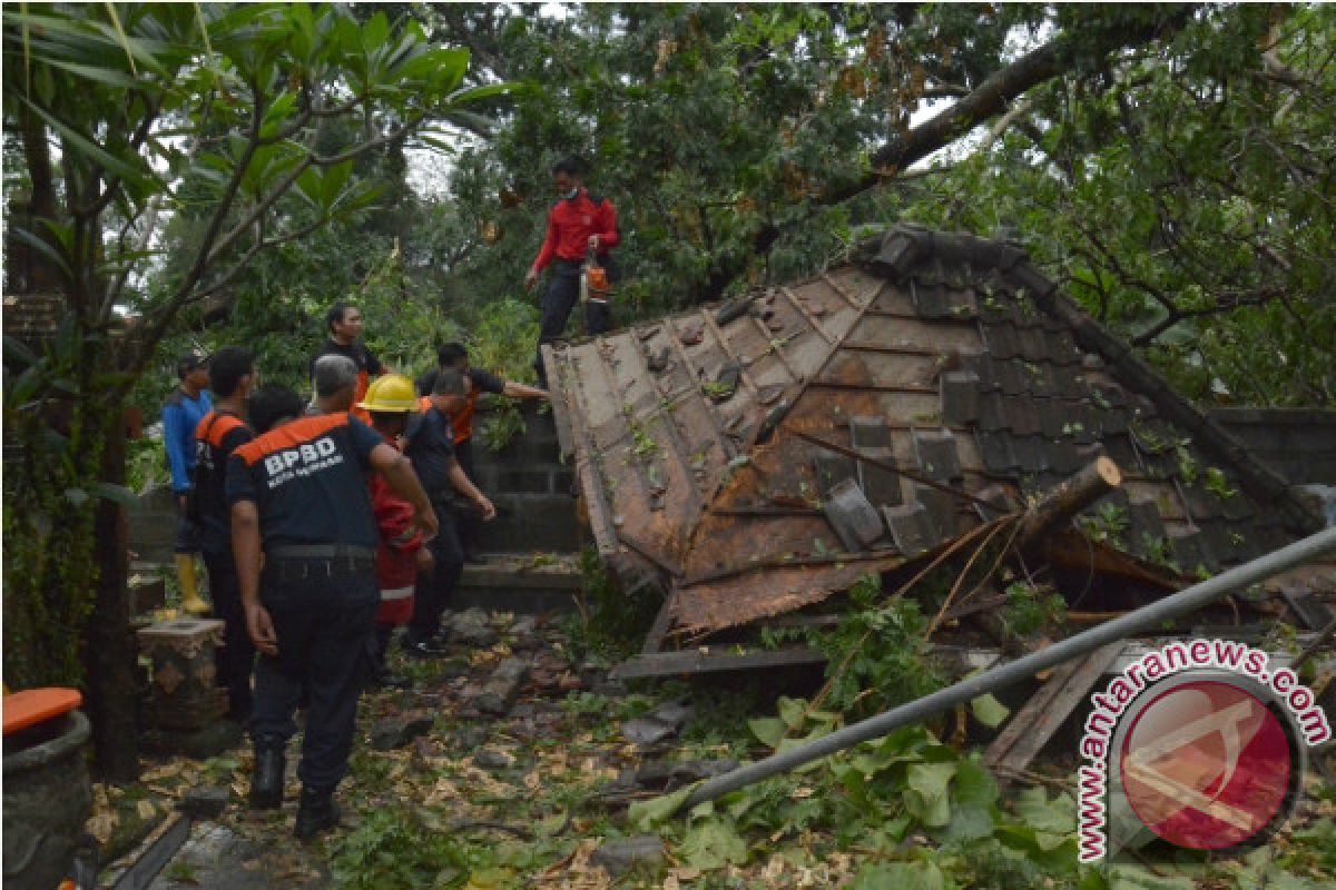 Pohon Kramat Tumbang Timpa Pura Prajapati Denpasar