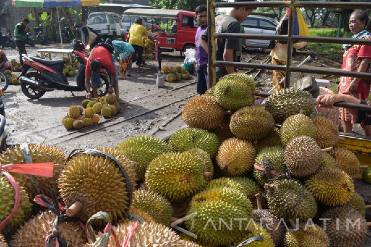 Petani Madiun Raup Untung Saat Musim Durian