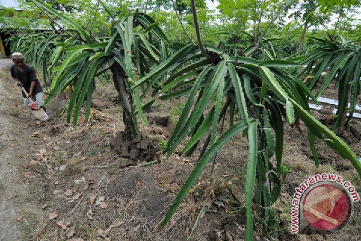 Petani Sigi Kembangkan Buah Naga 