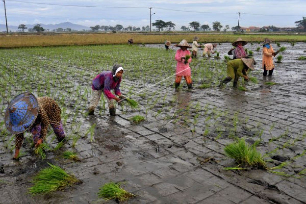 Banten-Jatim Kerja Sama Produk Unggulan Pertanian