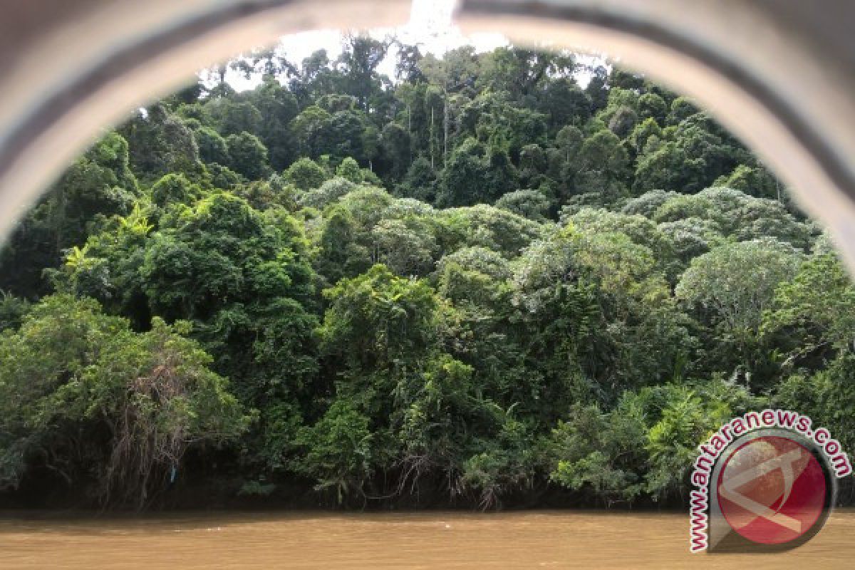 Gaharu Hutan Jadi Andalan Warga Mahakam Ulu