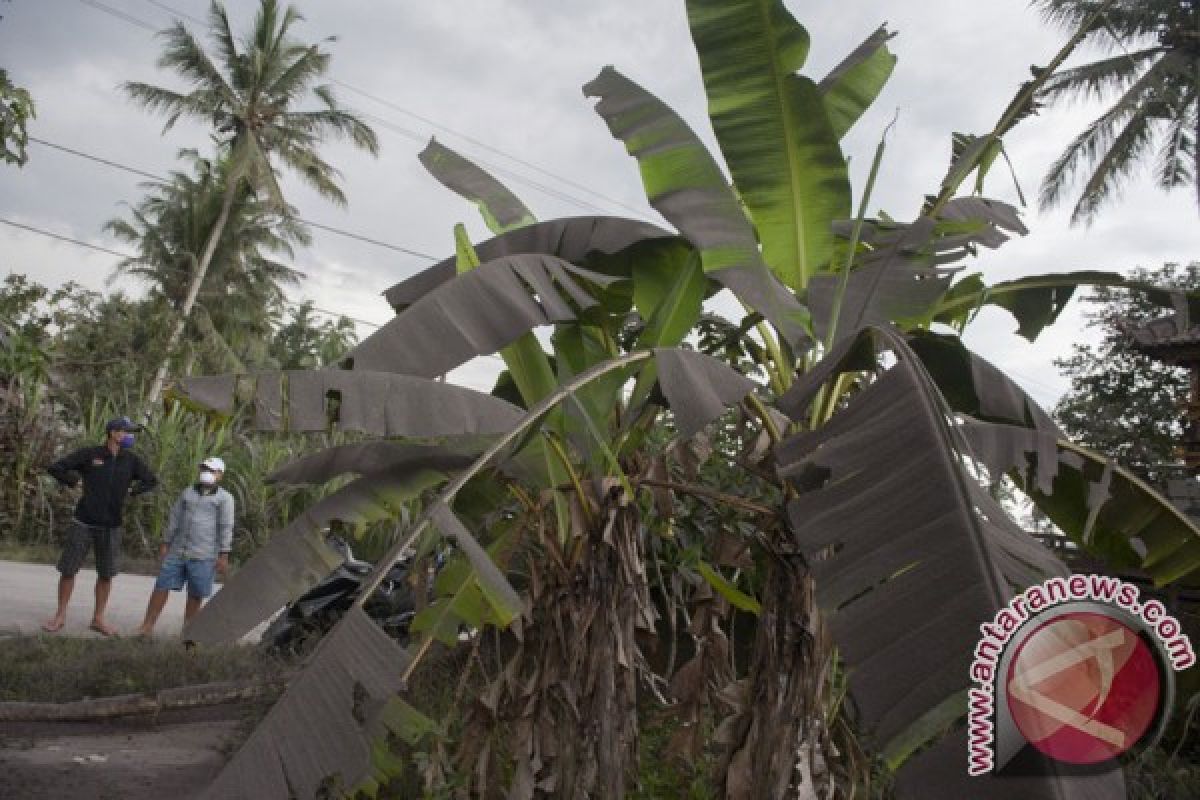 Abu vulkanik Gunung Agung ke arah Lombok