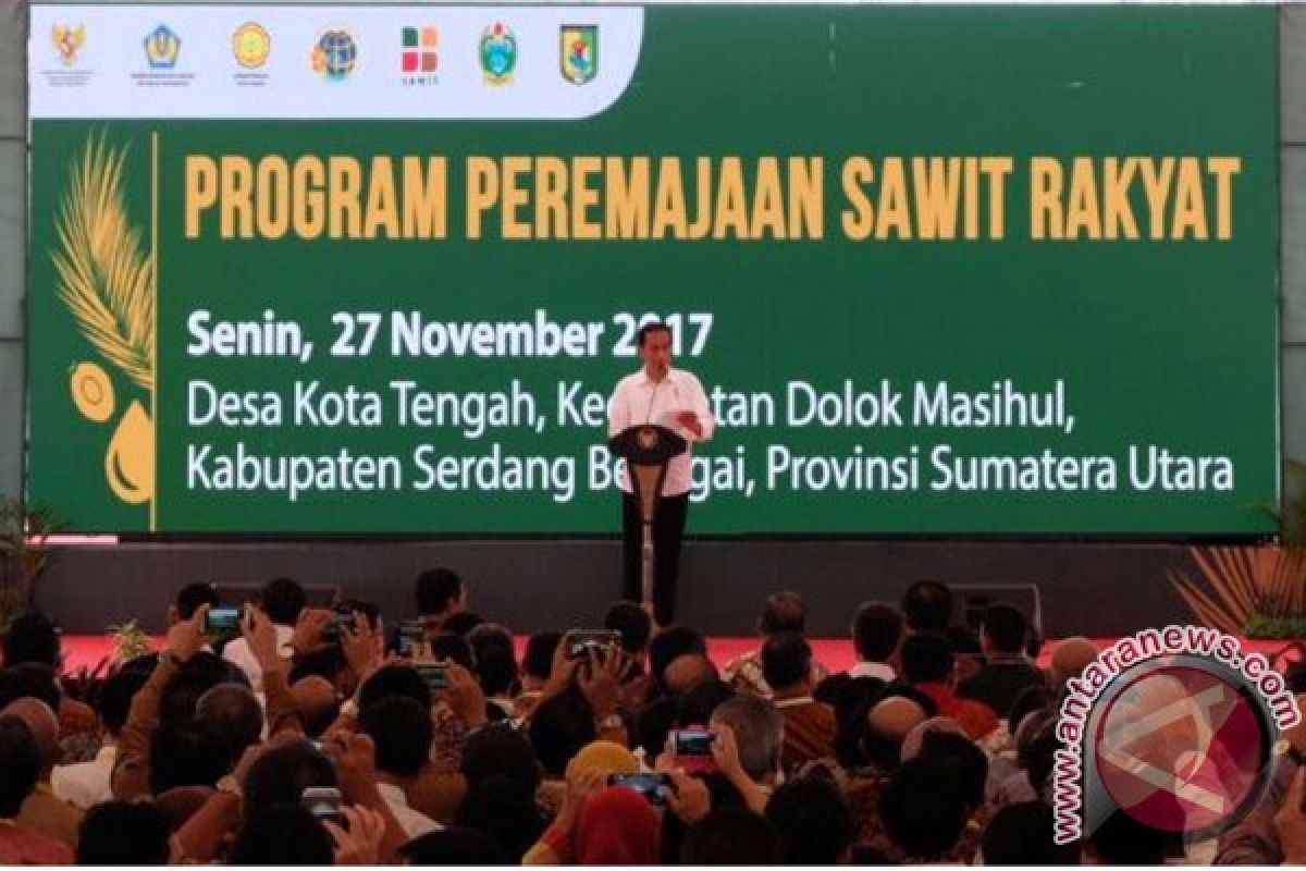 Presiden mulai peremajaan kebun sawit di Sumut