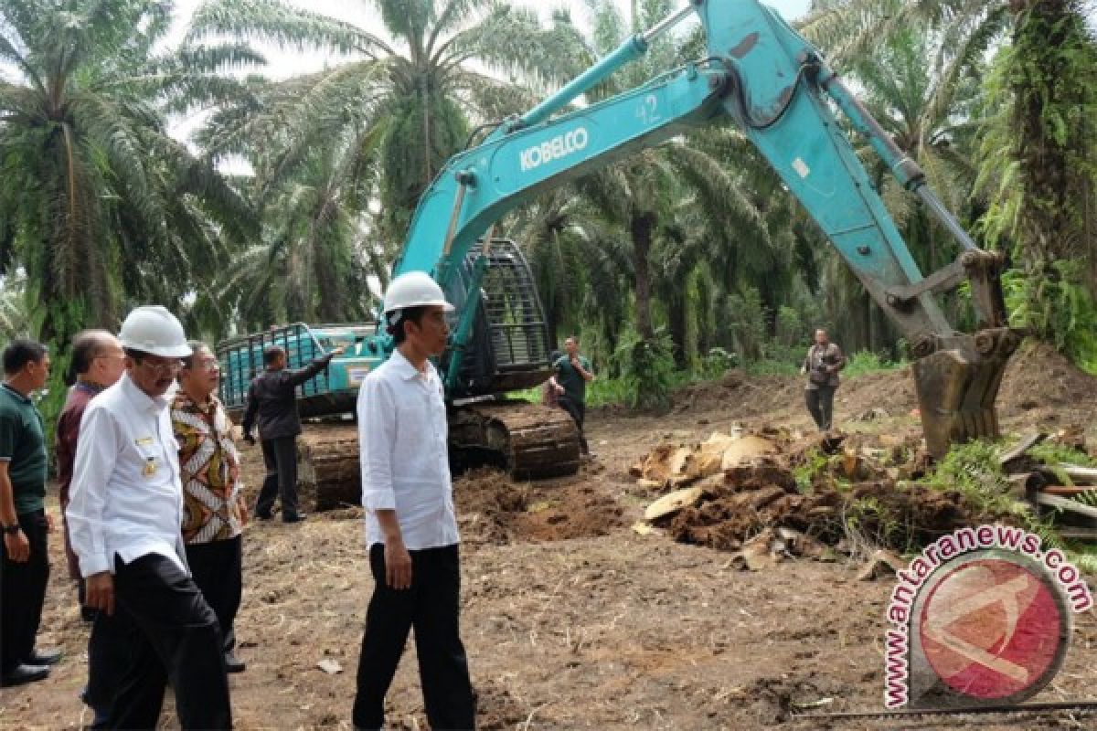 Replanting target for oil palm plantations to be completed