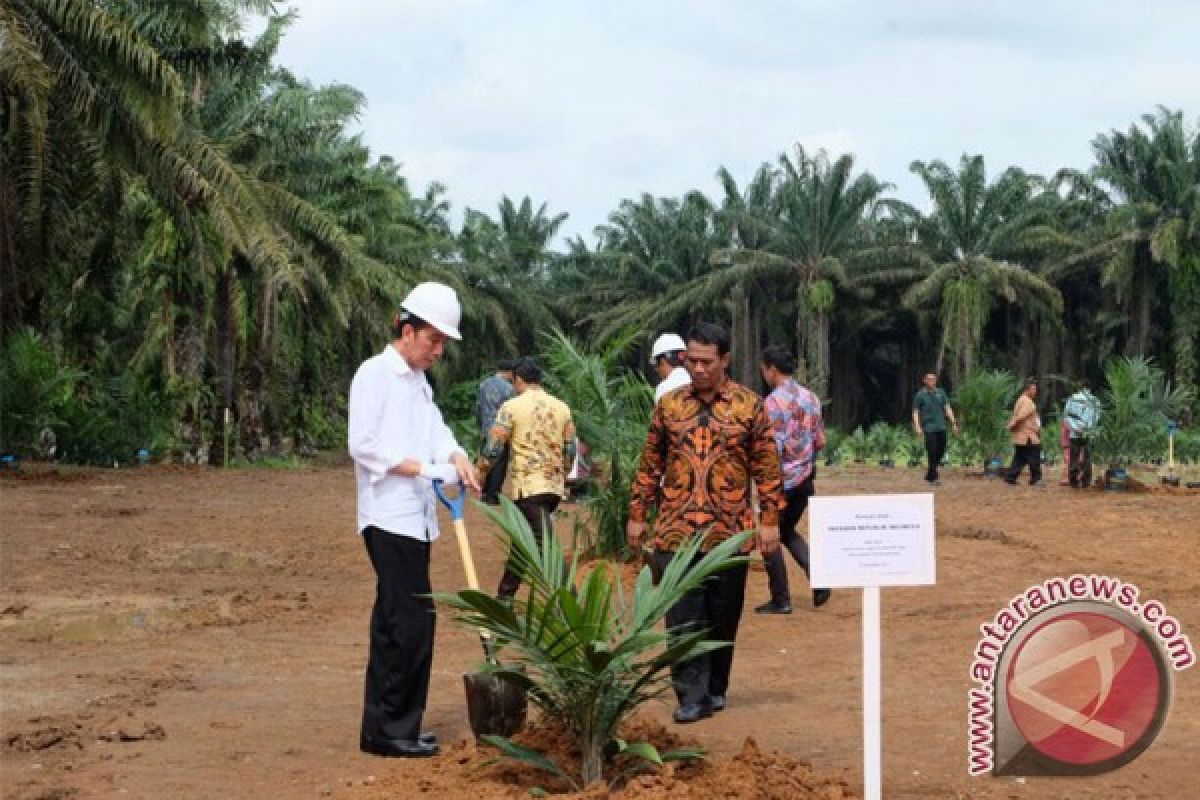 Palm oil production adequate to produce B30 biofuel