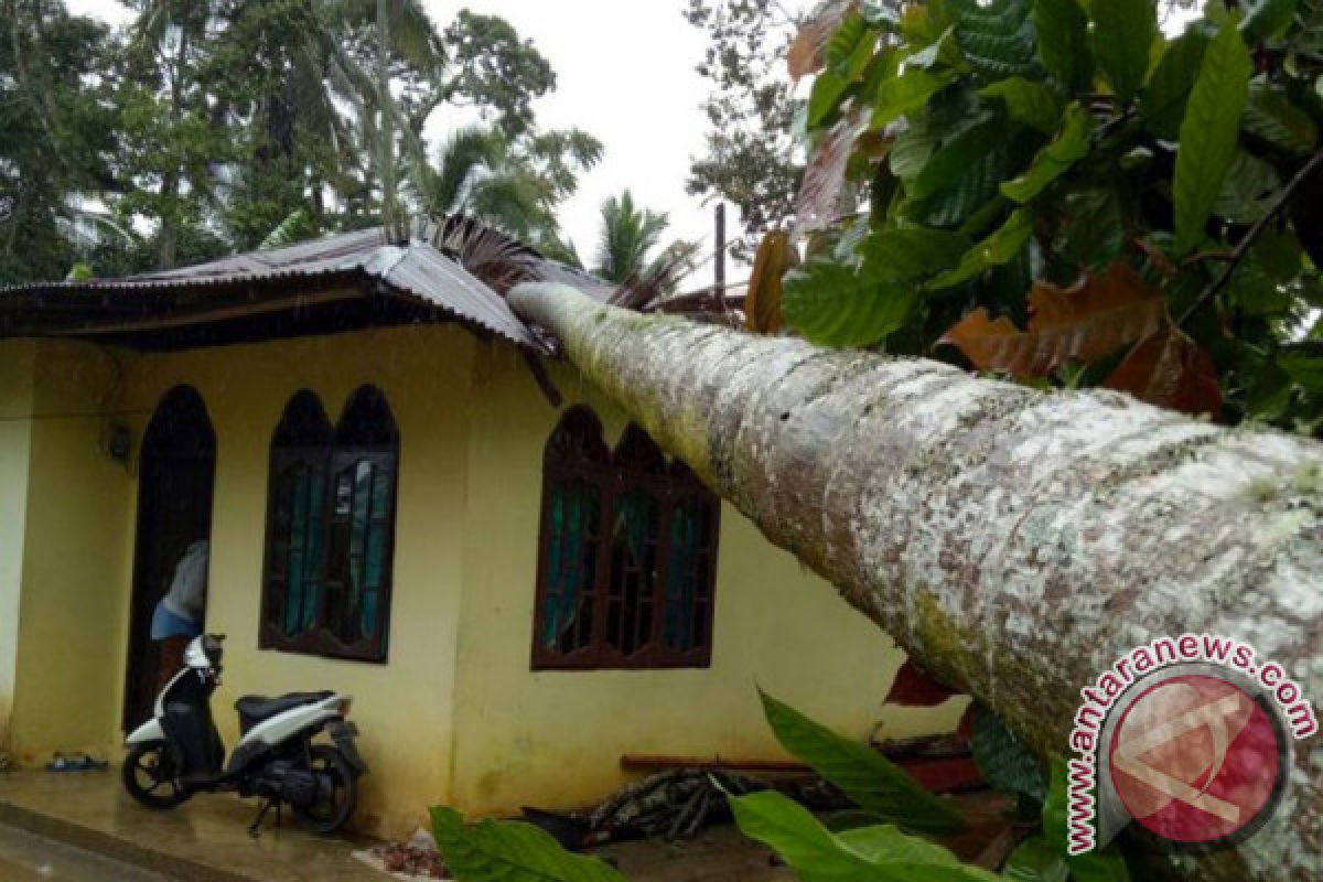 Hujan dan Angin Kencang di Agam, Dua Rumah Tertimpa Pohon