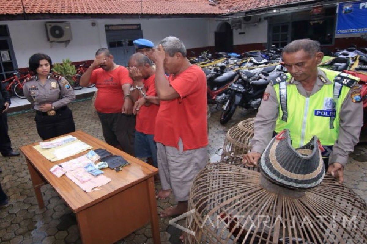 Polisi Tetapkan Tiga Tersangka Judi Sabung Ayam